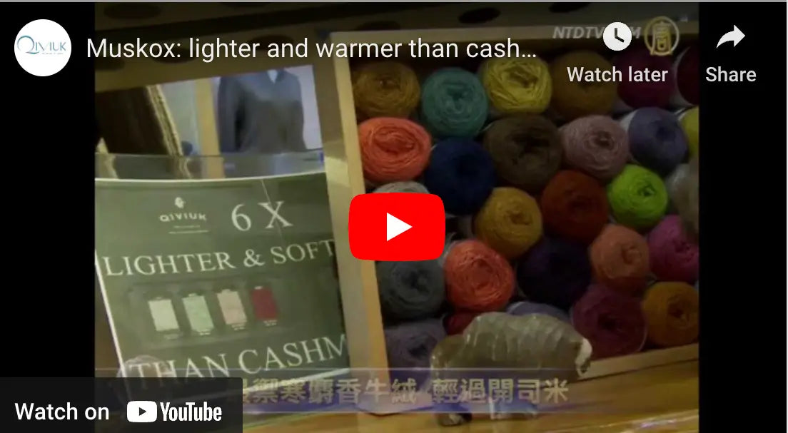 Qiviuk on NTD TV - Muskox: lighter and warmer than cashmere - Qiviuk Boutique | The Nature of Luxury