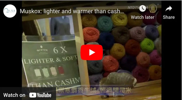 Qiviuk on NTD TV - Muskox: lighter and warmer than cashmere - Qiviuk Boutique | The Nature of Luxury